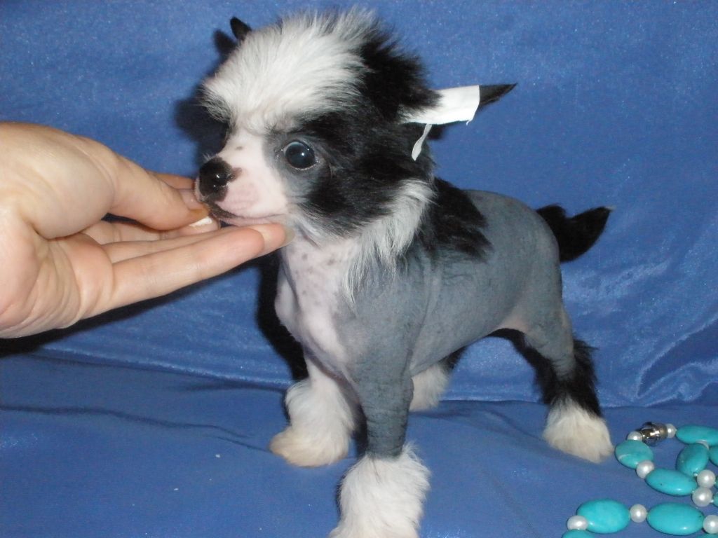 Dancing in Flame Elarra Zingall Roz