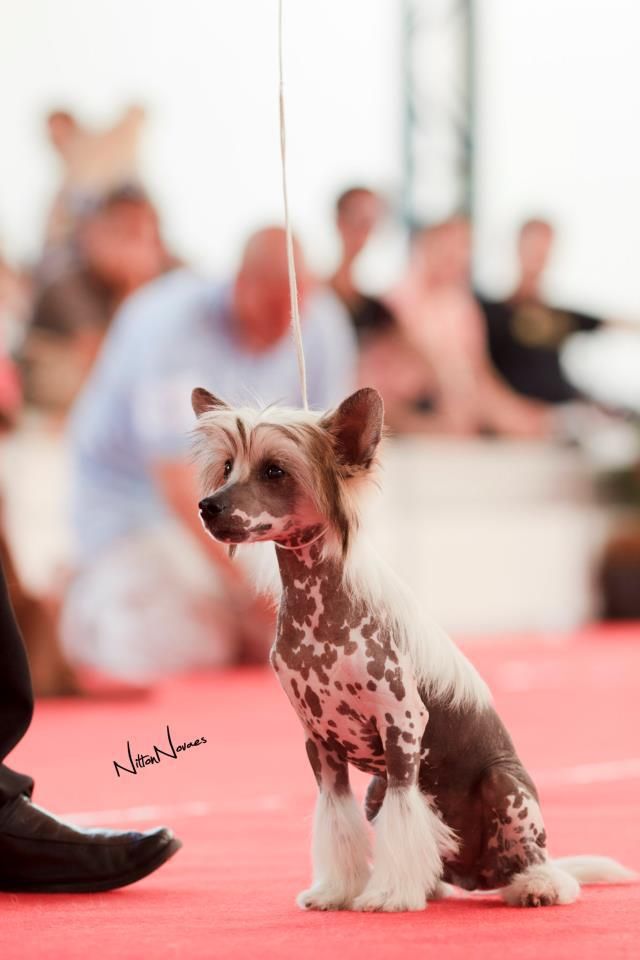 Lapinus Blame The Game At Kadosh