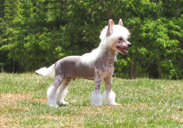 Lapinus The Gambler At Kadosh