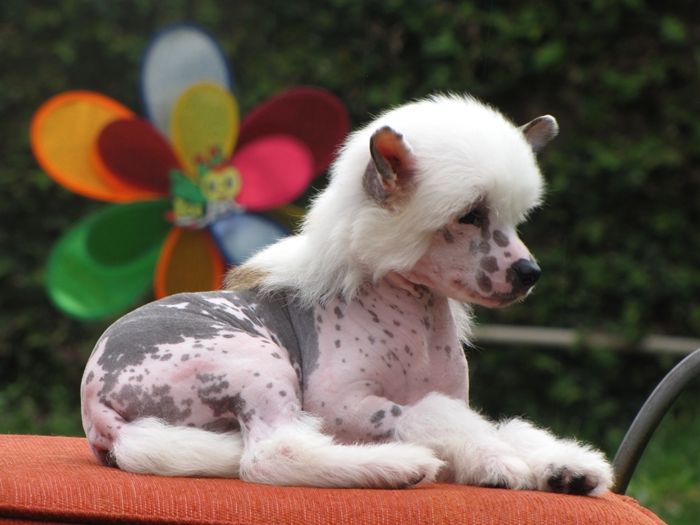 Lapinus Name Of The Game At Kadosh