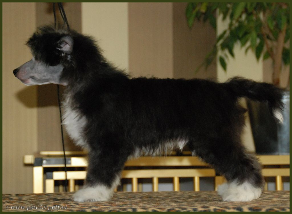 I Wanna Dance of Roxy's Pride