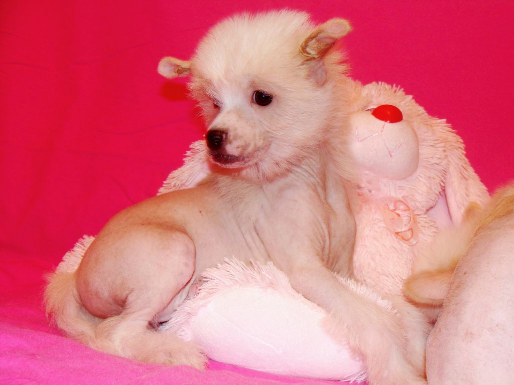 Pierre Cardin Black of Channel