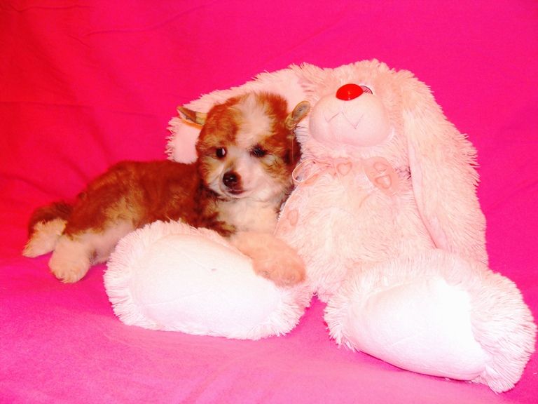 Elegant Boy Black of Channel