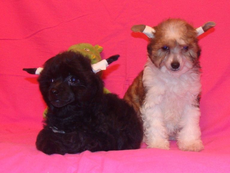 Ethiopian Black of Channel