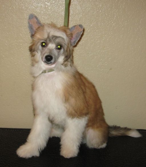 Carrera's French Twist for Shida