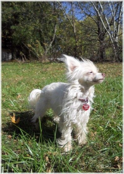 Dusty's Tequila Rose