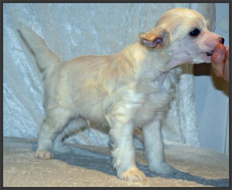 CrestnSpots Dream of snow