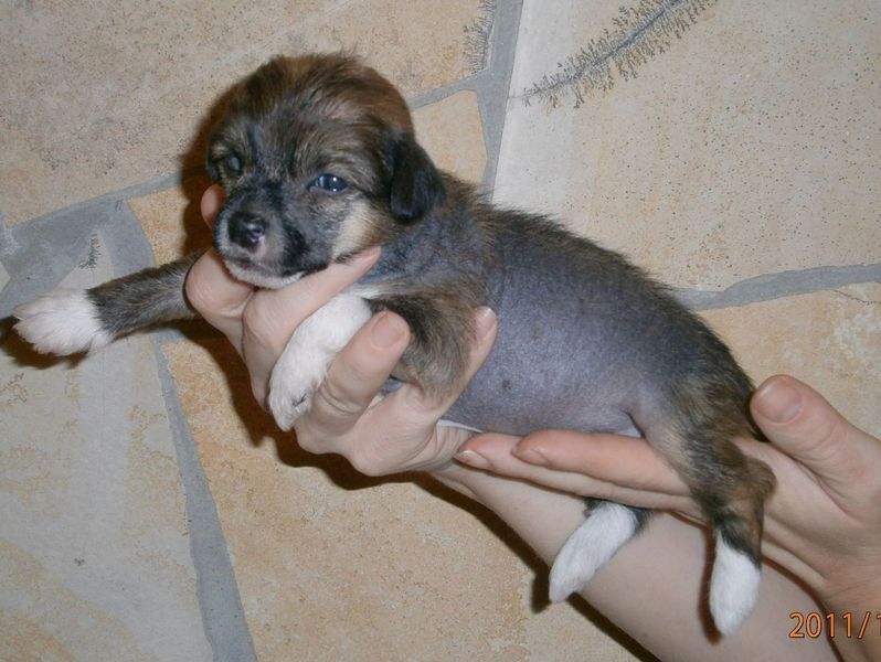 Choco - Bons Mystic Fantastic