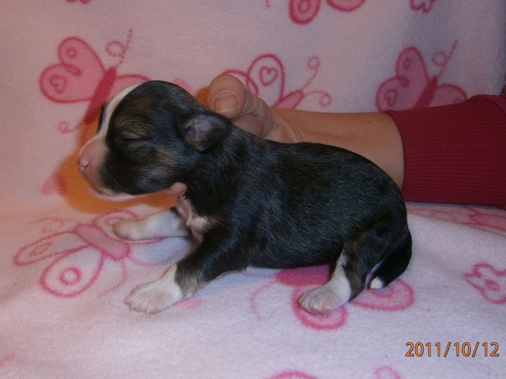 Cherokee Mystic Fantastic