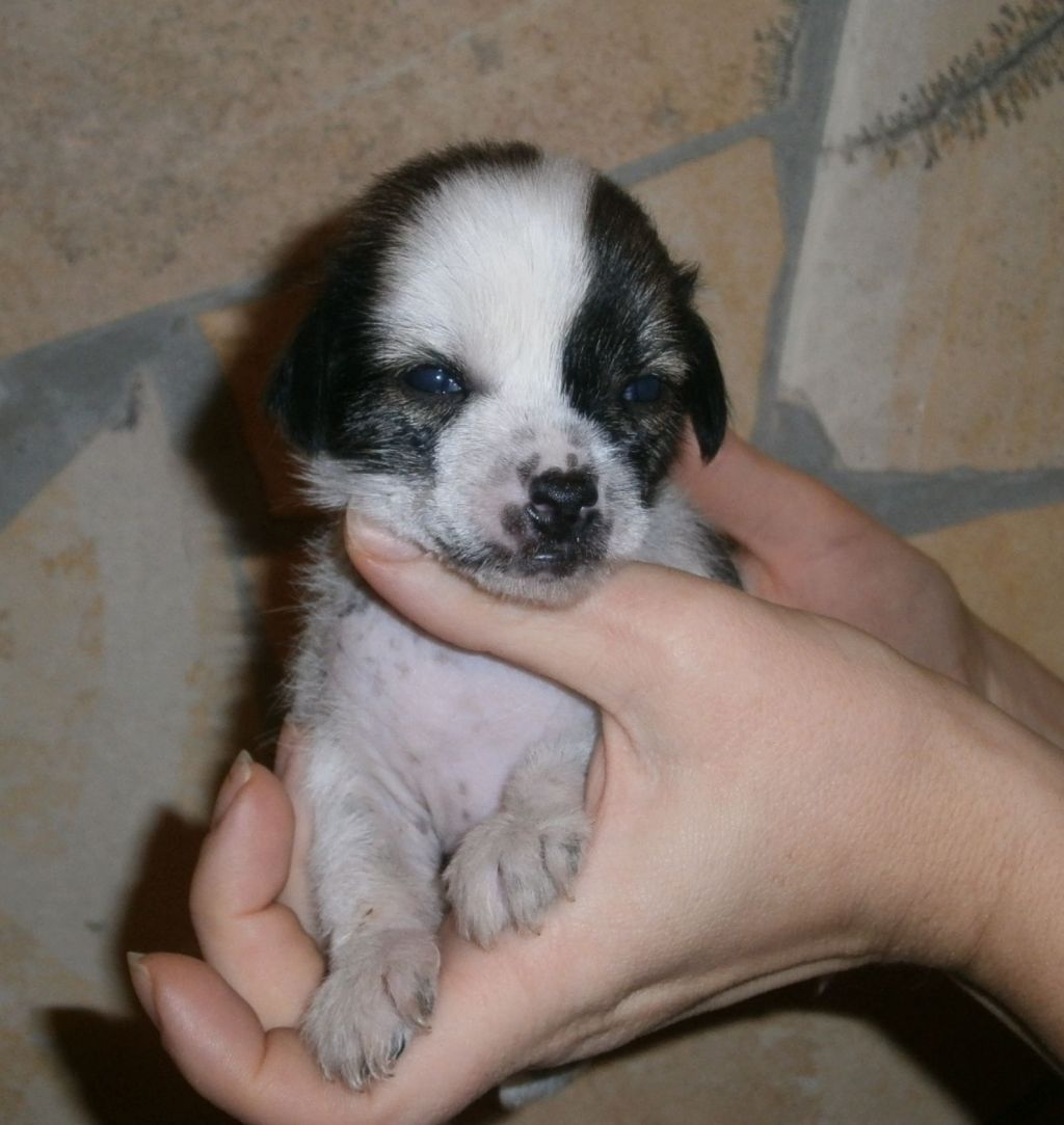 Candy Berry Mystic Fantastic