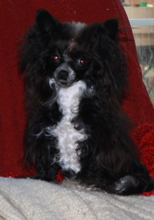 Nanpars Silver Spirit Alanis