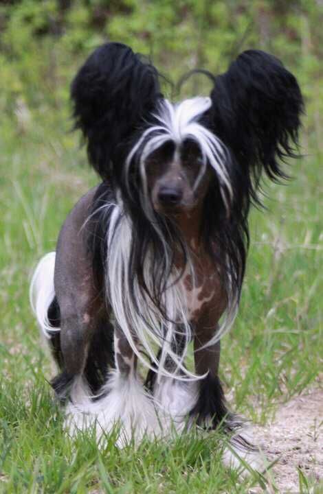 Nanpars Kaliedoscope Eyes 