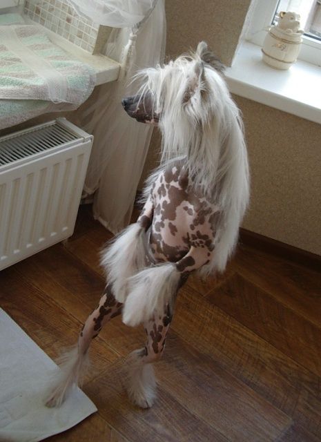 Nika Stars Unandi Mani