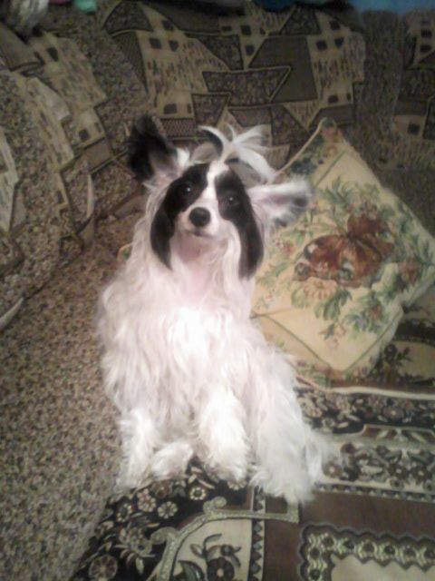 Nika Stars Umaira Roskosh 