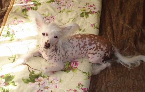 Nika Stars Uarte leone