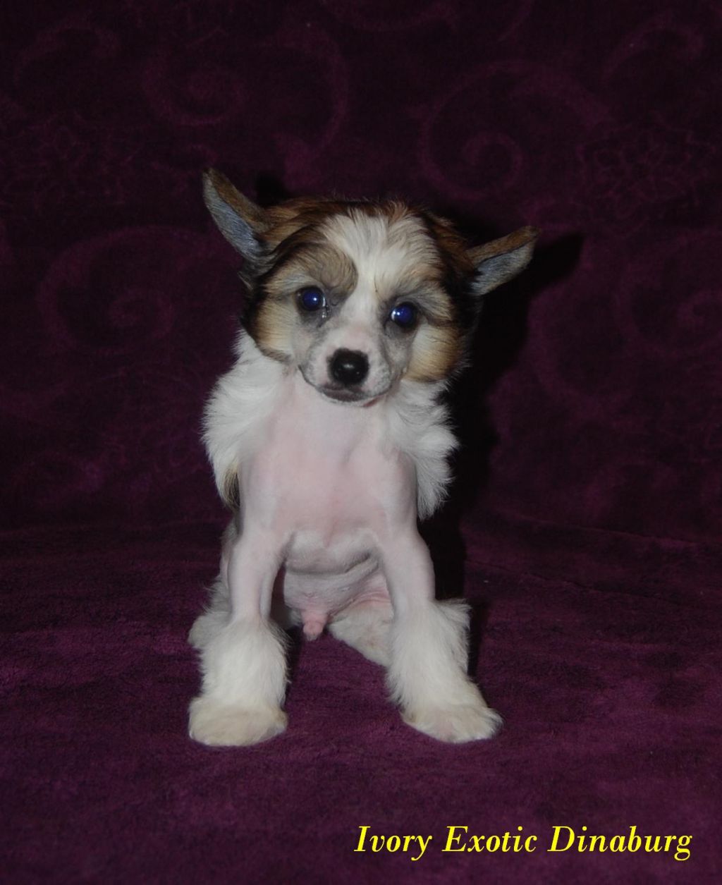 Ivory Exotic Dinaburg