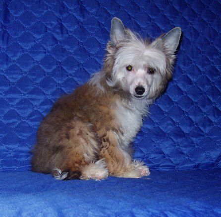 Perl Magic  Miss Sixty  