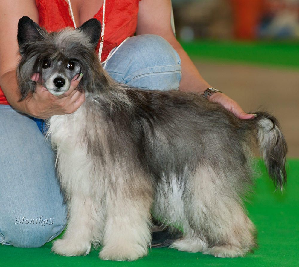 Bruce Will Georgina- Guci