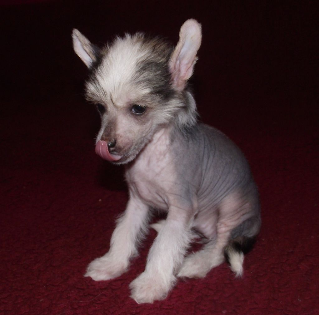   Bee Gee Georgina- Guci