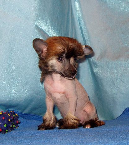 Perl Magic Midninght Sun