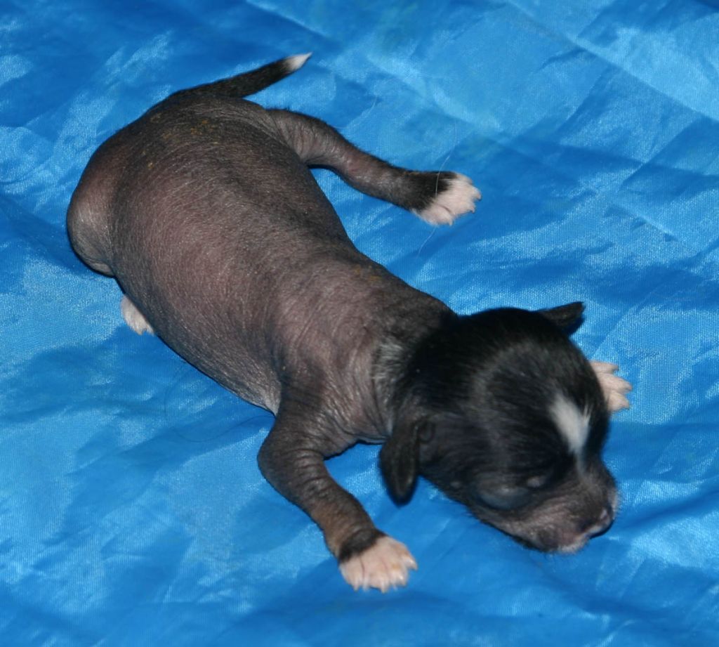 Shelcovij Shlejf  Dear Dandy