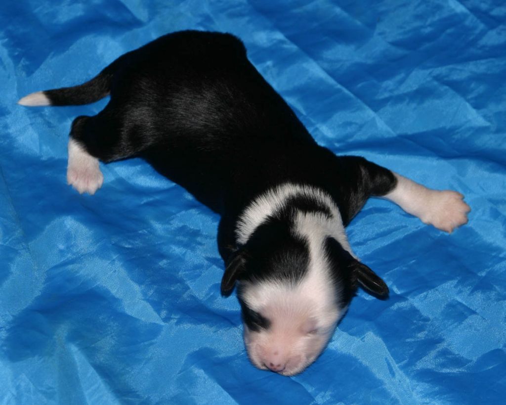 Shelcovij Shlejf  Desiered Diamond