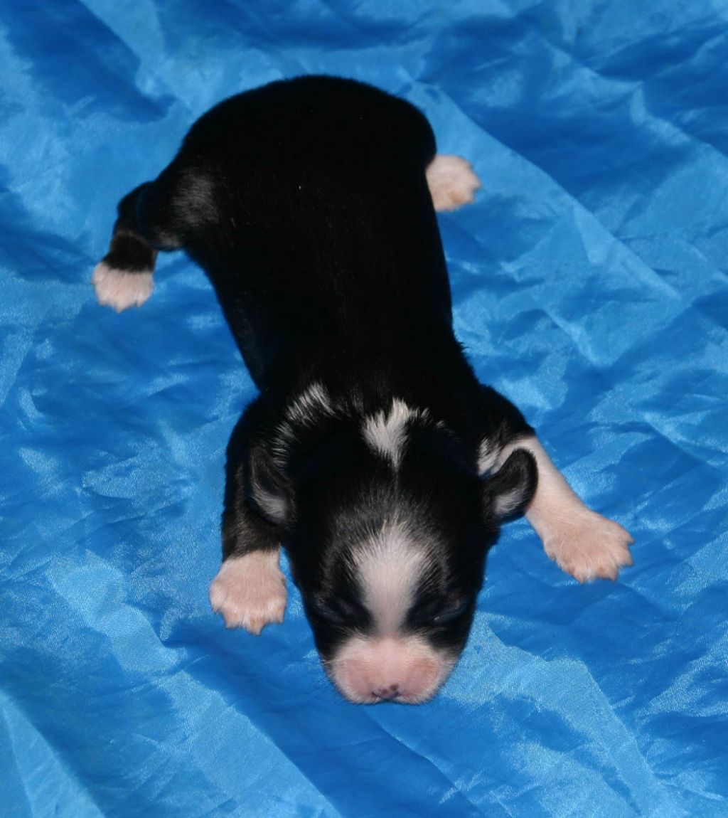 Shelcovij Shlejf  Dream of my life