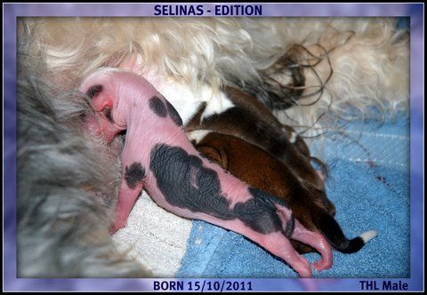 Selinas Edition Navaro