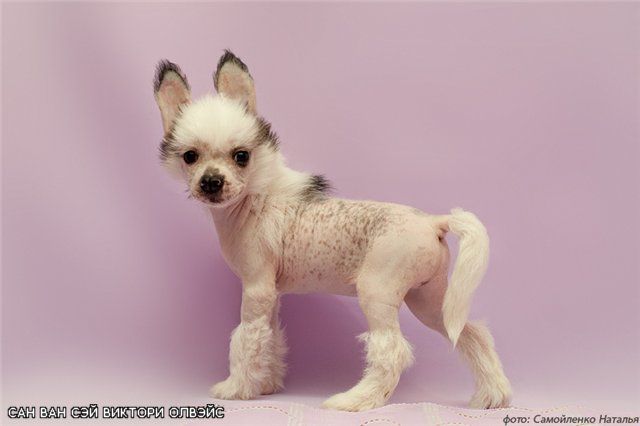 Sun One Say Victory Always