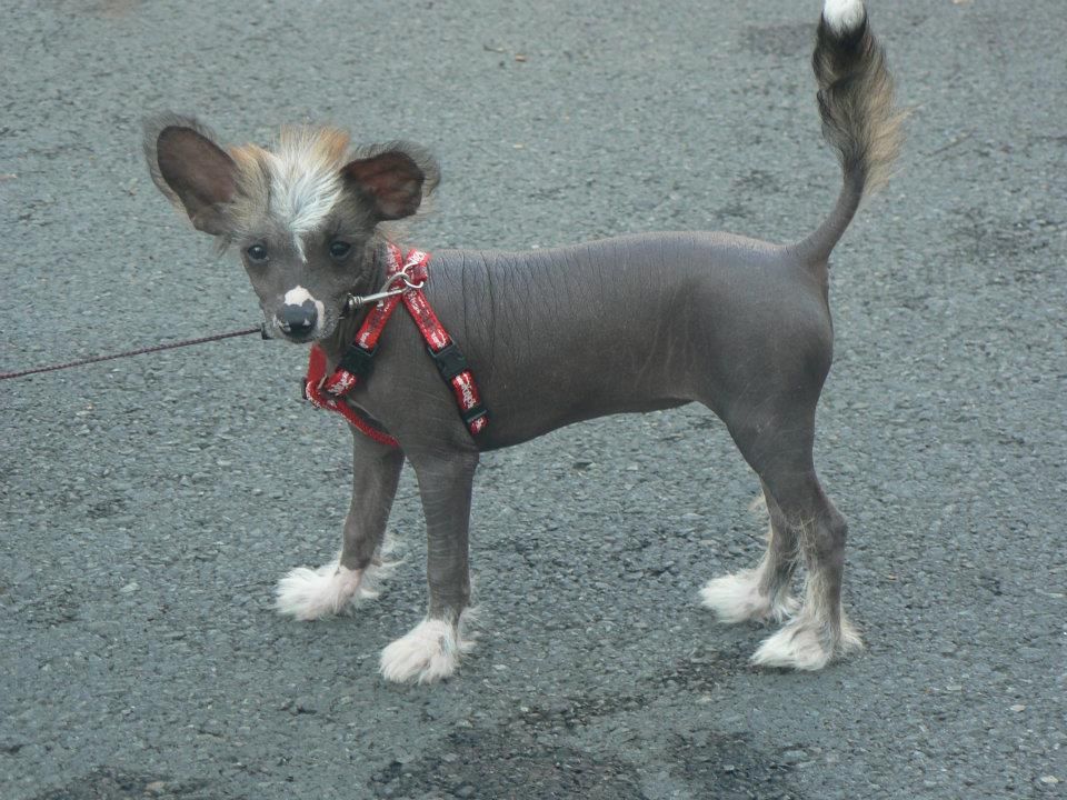 Galyce du Jardin De Guanglying