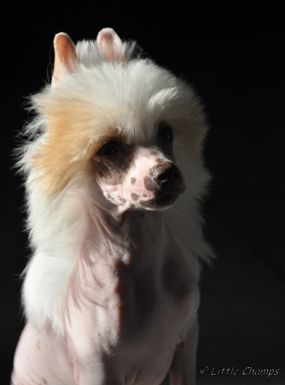 Griotte Little Champs