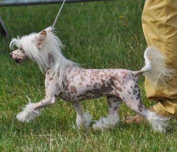 Grenade Little Champs