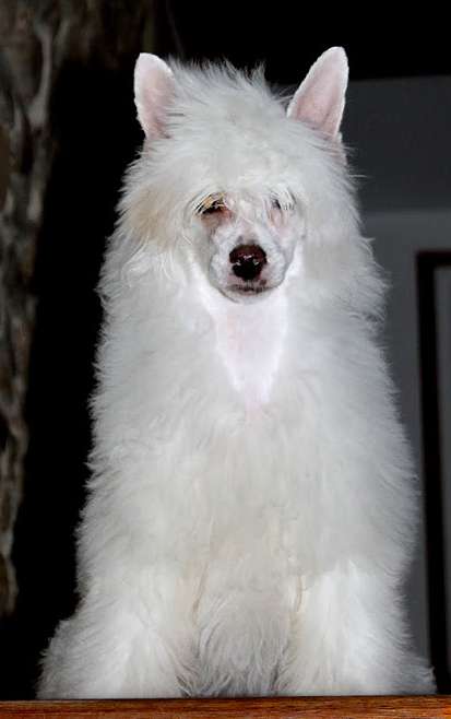 Granny-Smith Little Champs