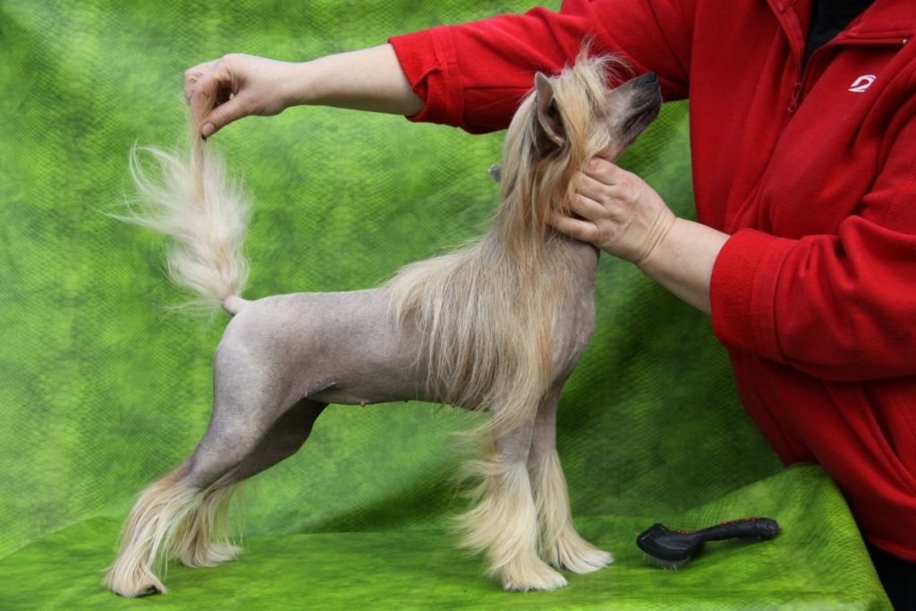 Zheneva-Debjut Tropikana Jazz