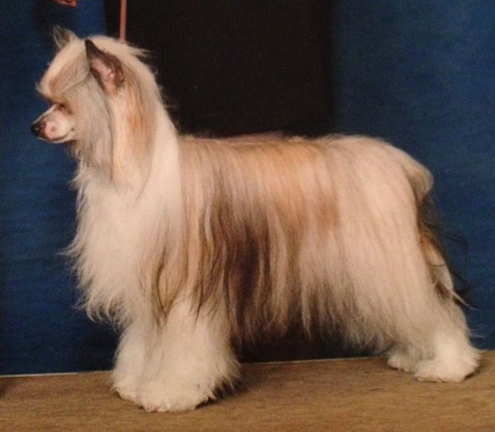 Ukc Ch, Akc Grch. Kokoro's Wonderful Day Aom