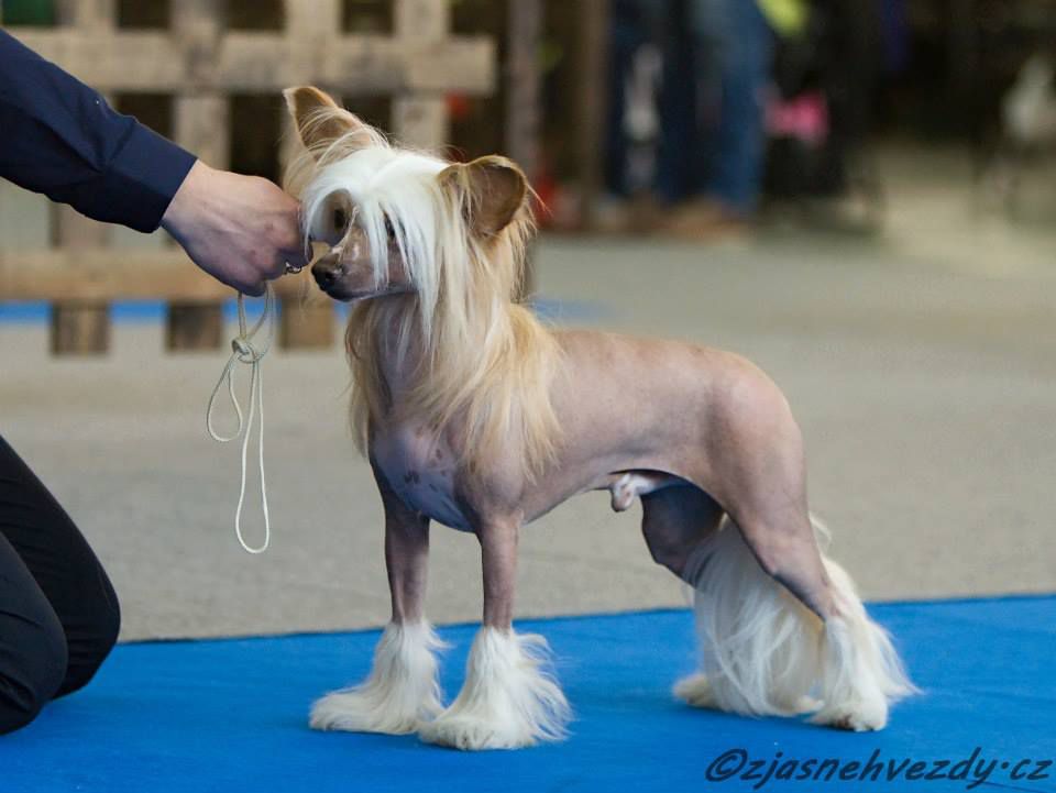 Ch. Toruc Macto  Avokaduh