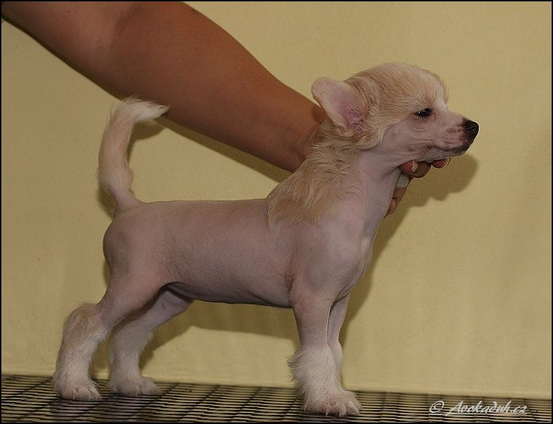 Touch and Go  Avokaduh