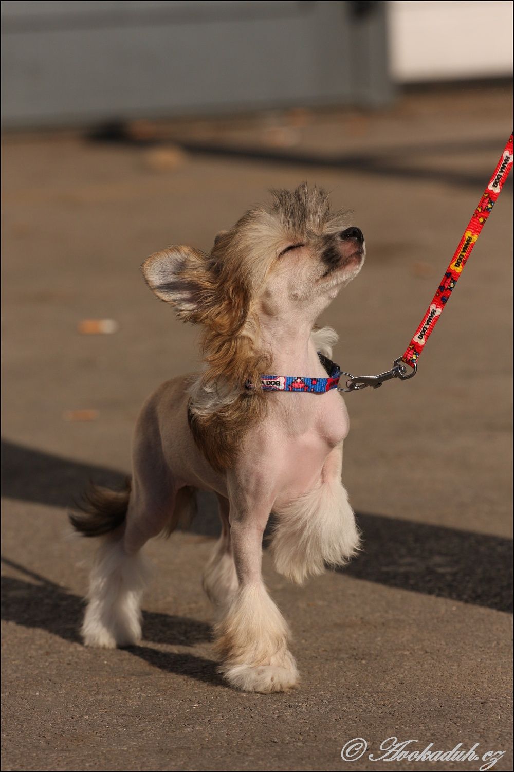 Tara  Shahia  Avokaduh