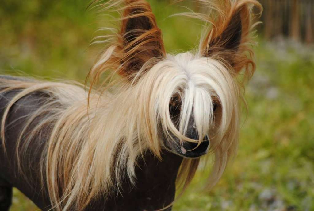 CH  Il était Une Fois Kill bill