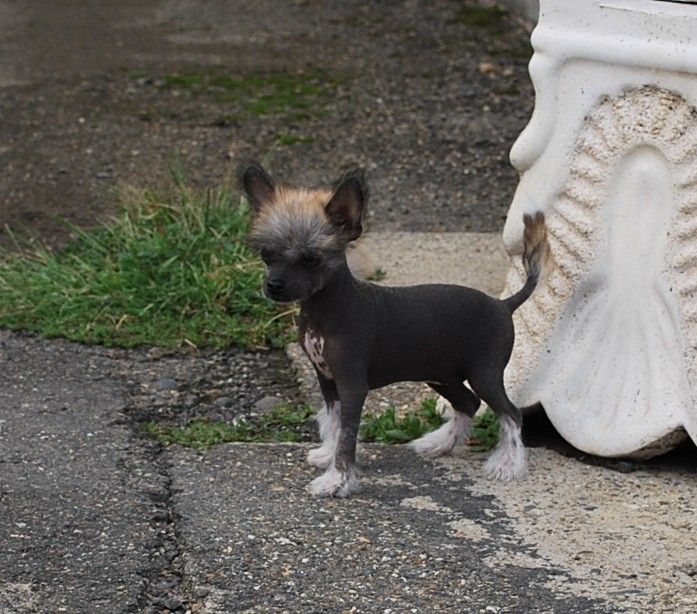 Little Dog Of Dream Ginger