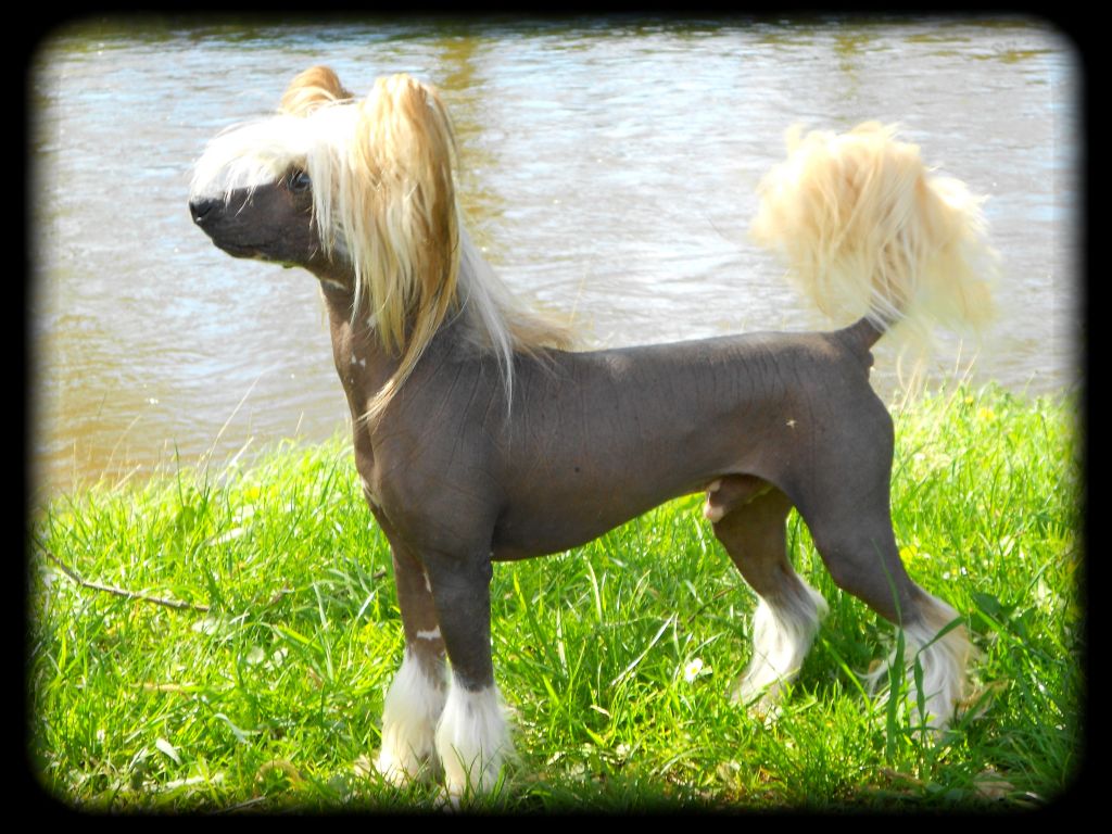 Il était Une Fois Jackvador