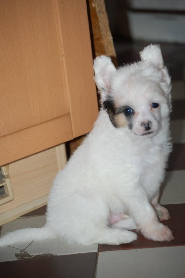 Il était Une Fois King Creole