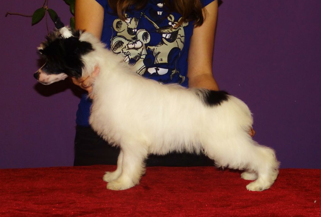 ADELLA Szalone Grzywki