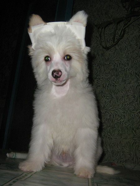 Orero Lovely Shade Light