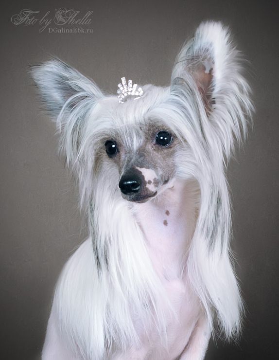 LoveMagic Christmas Gift