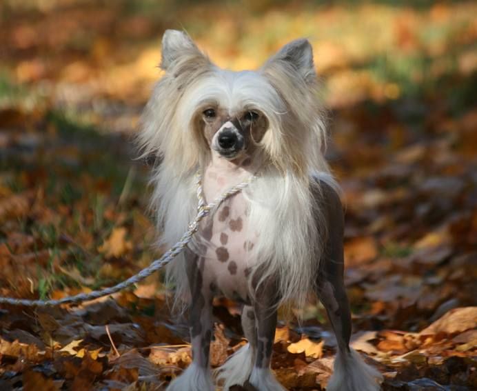 Spartace's I'm Hot Your Not