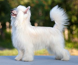 Status Imperial Tempted Fame