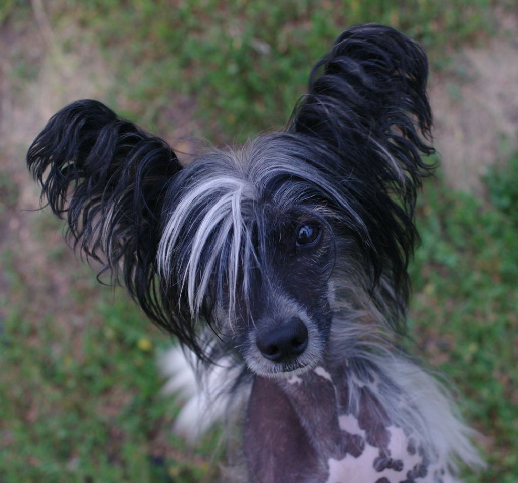 Vikiri Bells Asta La Vista