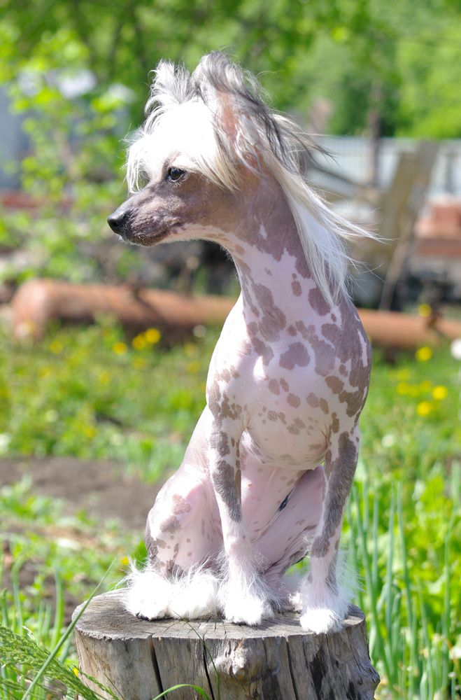 Vikiri Bells Ave Maria