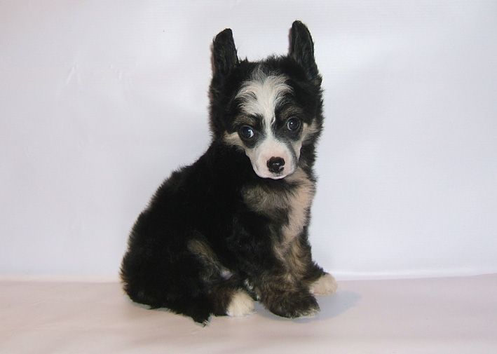 Shanel Glamour Yarchi Darkness